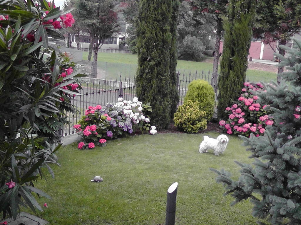 B&B I Viandanti Piancogno Zewnętrze zdjęcie